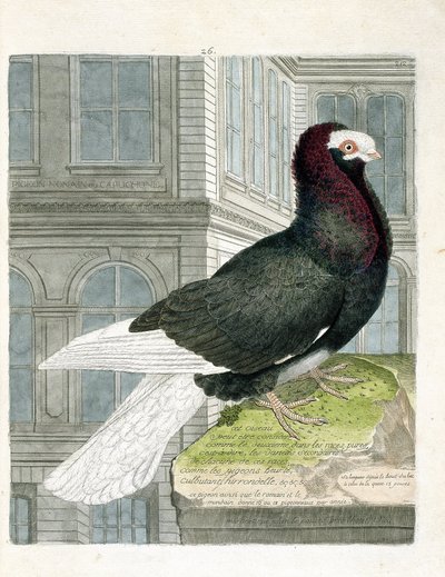 Carta zoológica (ornitologia): O pombo nonan ou capuchone (pombo anão ou columba livia). Ilustração em "A história das aves, pintadas nos seus aspectos aparentes e sensíveis" de François Nicolas Martinet (1731-1800). Coleção particular. de Francois Nicolas Martinet