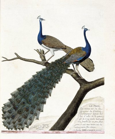 Carta zoológica (ornitologia): O pavão (pavão azul ou pavão cristatus). Ilustração em "A história das aves, pintadas nos seus aspectos aparentes e sensíveis" de François Nicolas Martinet (1731-1800). Coleção particular. de Francois Nicolas Martinet