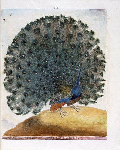 Carta zoológica (ornitologia): O pavão que faz a roda (pavão azul ou Pavo cristatus). Ilustração em "A história das aves, pintadas nos seus aspectos aparentes e sensíveis" por François Nicolas Martinet (1731-1800). Coleção particular. de Francois Nicolas Martinet