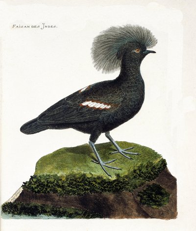 Carta zoológica (ornitologia): O faisão da Índia (coroa de goura ou goura cristata). Ilustração em "The History of the Birds, Painted in Their Appearing and Sensitive Aspects" de François Nicolas Martinet (1731-1800). Coleção particular. de Francois Nicolas Martinet
