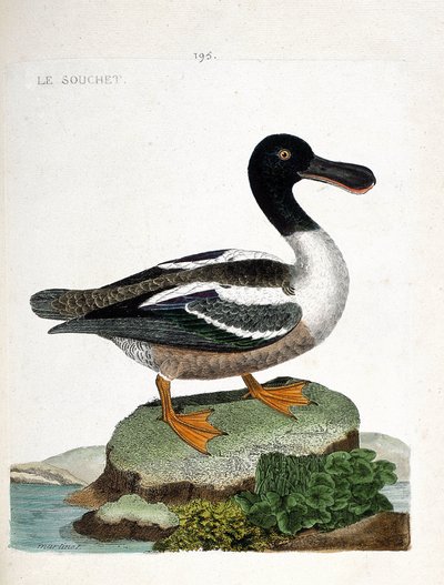 Carta zoológica (ornitologia): A estirpe (coador de pato ou anas clypeata). Ilustração em "The History of the Birds, Painted in Their Appearing and Sensitive Aspects" de François Nicolas Martinet (1731-1800). Coleção particular. de Francois Nicolas Martinet