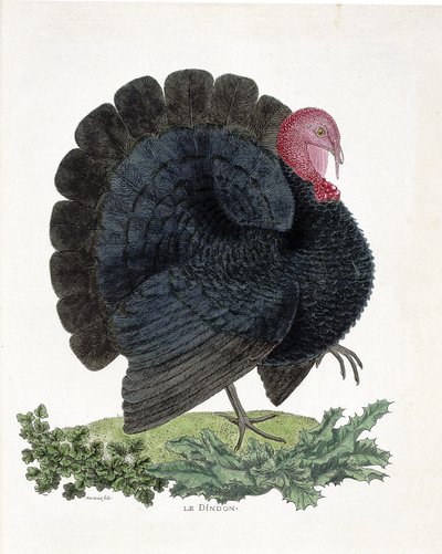 Carta zoológica (ornitologia): Turquia (peru doméstico ou Melaeagris gallopavo). Ilustração em "A história das aves, pintadas nos seus aspectos aparentes e sensíveis" de François Nicolas Martinet (1731-1800) (gravura) de Francois Nicolas Martinet