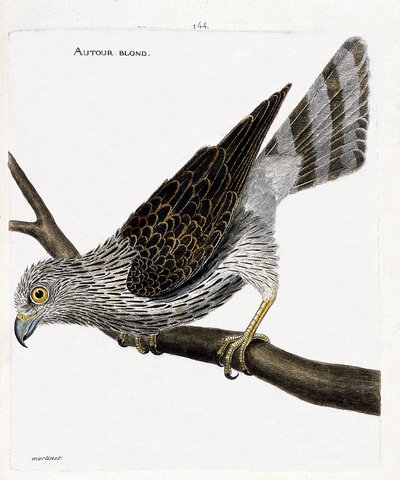 Carta zoológica (ornitologia): em torno da loira (em torno de goshawks ou accipiter gentilis) sobre um ramo. Ilustração em "The History of the Birds, Painted in Their Appearing and Sensitive Aspects" de François Nicolas Martinet (1731-1800). Coleção partic de Francois Nicolas Martinet