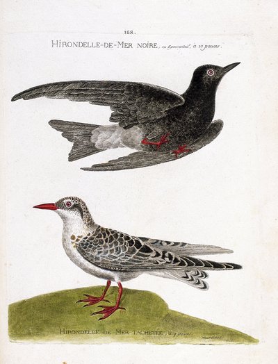 Carta zoológica (ornitologia): andorinha-do-mar negra (andorinha-do-mar ou anã negra ou clidonias niger) em voo e andorinha-do-mar malhada (guifette moustac ou chlidonias hybrida). Ilustração em "A História das Aves, Pintadas na sua Aparição e Sensiti de Francois Nicolas Martinet