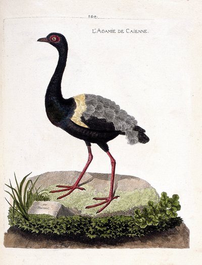 Carta zoológica (ornitologia): caienne agami (trompete agami ou psophia crepitans). Ilustração em "A história das aves, pintadas nos seus aspectos aparentes e sensíveis" de François Nicolas Martinet (1731-1800). Coleção particular. de Francois Nicolas Martinet