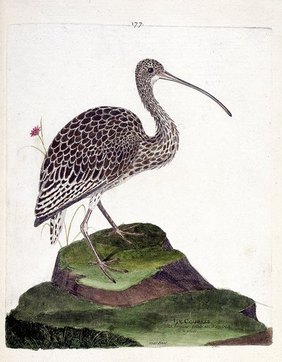 Carta zoológica (ornitologia): ondulação (cinza de ondulação ou numenius arquata). Ilustração em "The History of the Birds, Painted in Their Appearing and Sensitive Aspects" de François Nicolas Martinet (1731-1800). Coleção particular. de Francois Nicolas Martinet