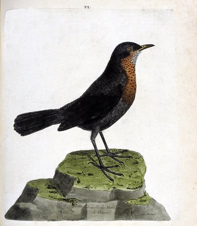 Carta zoológica (ornitologia): melro fêmea (blackbird ou turdus merula). Ilustração em "The History of the Birds, Painted in Their Appearing and Sensitive Aspects" de François Nicolas Martinet (1731-1800). Coleção particular. de Francois Nicolas Martinet