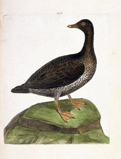 Carta zoológica (ornitologia): eider fêmea (eider a down ou somateria mollissima). Ilustração em "The History of the Birds, Painted in Their Appearing and Sensitive Aspects" de François Nicolas Martinet (1731-1800). Coleção particular. de Francois Nicolas Martinet