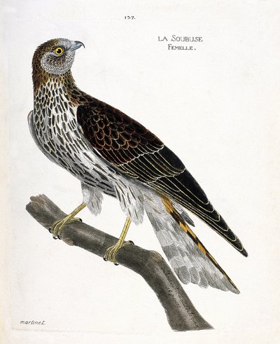 Carta zoológica (ornitologia): soubuse feminino (busard saint martin ou circus cyaneus) sobre um ramo. Ilustração em "The History of the Birds, Painted in Their Appearing and Sensitive Aspects" de François Nicolas Martinet (1731-1800). Coleção particular. de Francois Nicolas Martinet