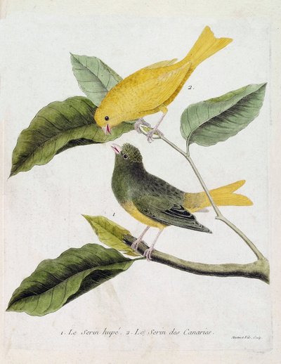 Carta zoológica (ornitologia): de baixo para cima: O serin hupe (serin des canaries ou serinus canaria) e o serin des canaries num ramo. Ilustração em "A História das Aves, Pintada nos seus Aspectos Aparentes e Sensíveis" de François Nico de Francois Nicolas Martinet