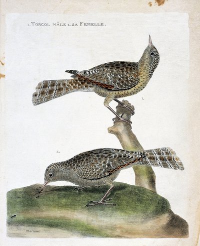 Carta zoológica (ornitologia): de cima para baixo: O torcol masculino e seu feminino (Torcol Fourmilier ou Jynx torquilla). Ilustração em "A história das aves, pintadas nos seus aspectos aparentes e sensíveis" por François Nicolas Martinet (1731-1800). de Francois Nicolas Martinet