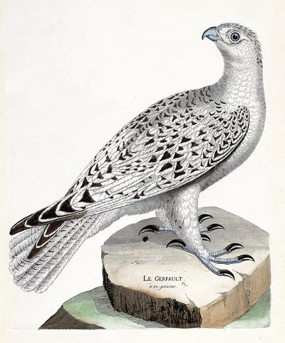 Carta zoológica (ornitologia): gerfault (gerfaut falcon ou falco rusticolus). Ilustração em "The History of the Birds, Painted in Their Appearing and Sensitive Aspects" de François Nicolas Martinet (1731-1800). Colecção privada. de Francois Nicolas Martinet