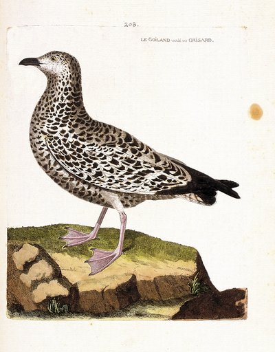 Carta zoológica (ornitologia): goiland varies ou grisard (goeland ou larus sp). Ilustração em "The History of the Birds, Painted in Their Appearing and Sensitive Aspects" de François Nicolas Martinet (1731-1800). Coleção particular. de Francois Nicolas Martinet