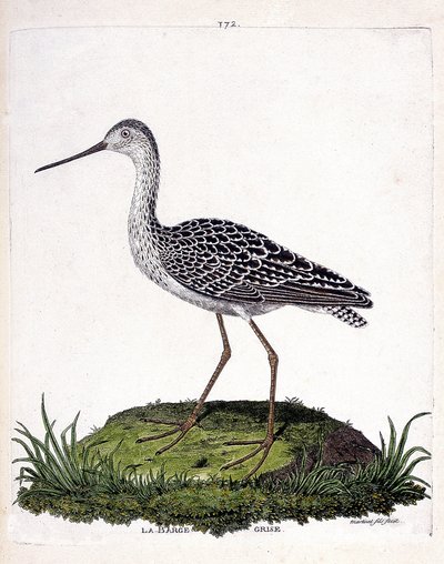 Carta zoológica (ornitologia): barcaça cinzenta (barcaça vermelha ou limosa lapponica). Ilustração em "The History of the Birds, Painted in Their Appearing and Sensitive Aspects" de François Nicolas Martinet (1731-1800). Coleção particular. de Francois Nicolas Martinet