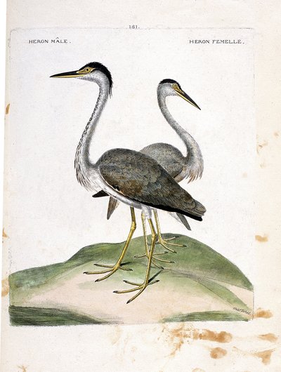Carta zoológica (ornitologia): garça-mãe e garça-fêmea (cinza de garças ou ardea cinerea). Ilustração em "The History of the Birds, Painted in Their Appearing and Sensitive Aspects" de François Nicolas Martinet (1731-1800). Coleção particular. de Francois Nicolas Martinet