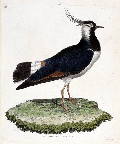Carta zoológica (ornitologia): cordeiro macho (looped ou vanellus vanellus). Ilustração em "The History of the Birds, Painted in Their Appearing and Sensitive Aspects" de François Nicolas Martinet (1731-1800). Coleção particular. de Francois Nicolas Martinet