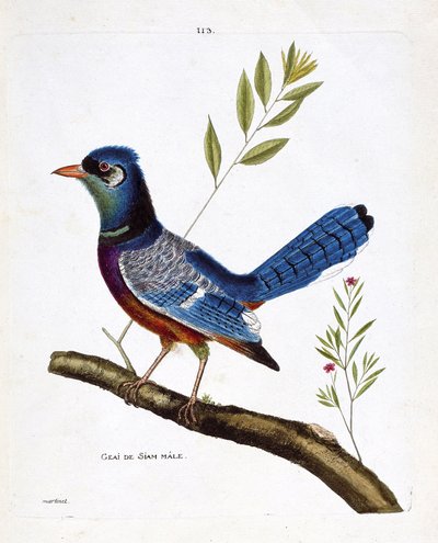 Carta zoológica (ornitologia): siam jay macho (blue jay ou cyanocitta cristata) sobre um ramo. Ilustração em "The History of the Birds, Painted in Their Appearing and Sensitive Aspects" de François Nicolas Martinet (1731-1800). Coleção particular. de Francois Nicolas Martinet