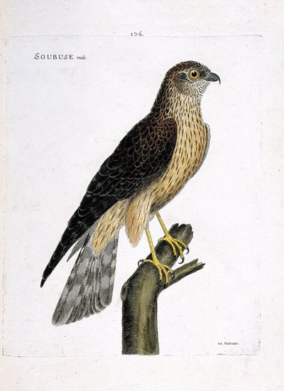 Carta zoológica (ornitologia): soubuse macho (busard saint martin ou circus cyaneus) sobre um ramo. Ilustração em "The History of the Birds, Painted in Their Appearing and Sensitive Aspects" de François Nicolas Martinet (1731-1800). Coleção particular. de Francois Nicolas Martinet