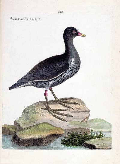 Carta zoológica (ornitologia): galinha-d