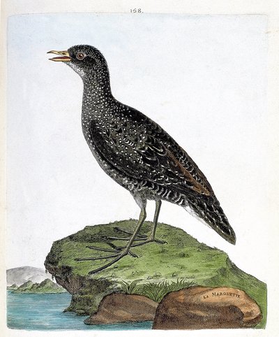 Carta zoológica (ornitologia): marouette (marouette spot ou porzana porzana). Ilustração em "A história das aves, pintadas nos seus aspectos aparentes e sensíveis" por François Nicolas Martinet (1731-1800). Coleção particular. de Francois Nicolas Martinet