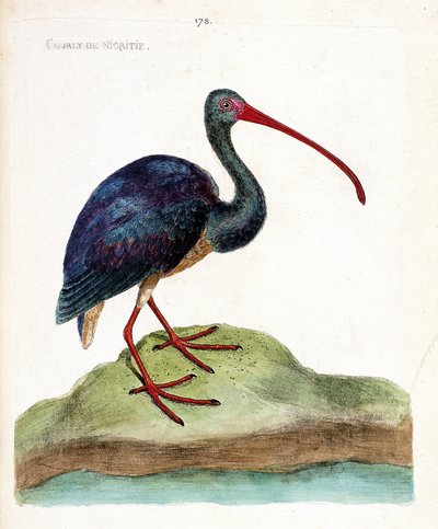 Carta zoológica (ornitologia): a cortesia da nigritie (ibis falcinelle ou plegadis falcinellus). Ilustração em "The History of the Birds, Painted in Their Appearing and Sensitive Aspects" de François Nicolas Martinet (1731-1800). Coleção particular. de Francois Nicolas Martinet