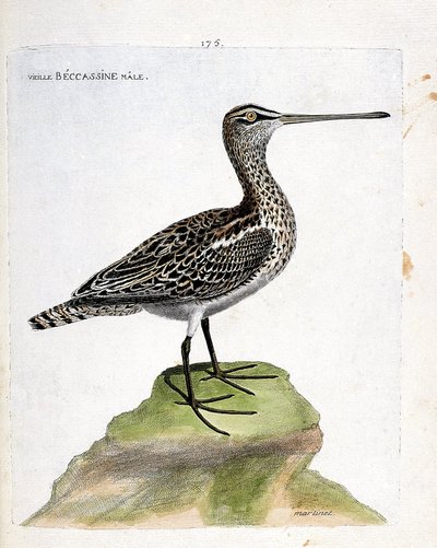 Carta zoológica (ornitologia): becassine velho macho (becassine pantanoso ou gallinago gallinago). Ilustração em "The History of the Birds, Painted in Their Appearing and Sensitive Aspects" de François Nicolas Martinet (1731-1800). Coleção particular. de Francois Nicolas Martinet