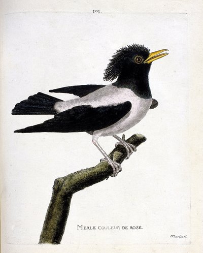 Carta zoológica (ornitologia): melro rosa (estorninho avermelhado ou estorninho rosa) sobre um ramo. Ilustração em "The History of the Birds, Painted in Their Appearing and Sensitive Aspects" de François Nicolas Martinet (1731-1800). Coleção particular. de Francois Nicolas Martinet