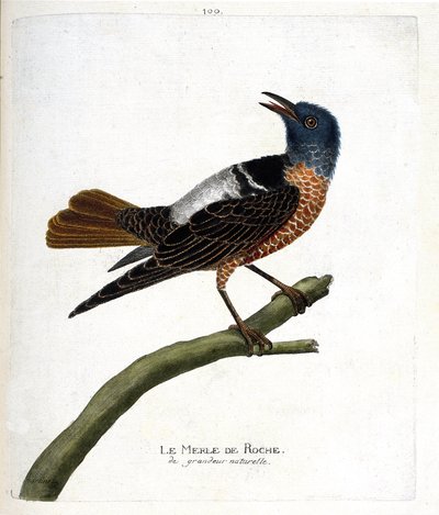 Carta zoológica (ornitologia): melro-pássaro (saxatilis de rocha ou monticola). Ilustração em "The History of the Birds, Painted in Their Appearing and Sensitive Aspects" de François Nicolas Martinet (1731-1800). Coleção particular. de Francois Nicolas Martinet