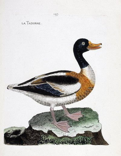 Carta zoológica (ornitologia): tadorne (tadorne de belon ou tadorna tadorna). Ilustração em "A história das aves, pintadas nos seus aspectos aparentes e sensíveis" de François Nicolas Martinet (1731-1800). Coleção particular. de Francois Nicolas Martinet