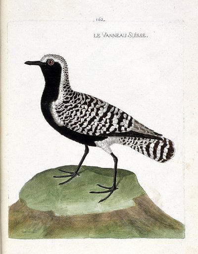 Carta zoológica (ornitologia): o cordeiro suíço (tarambola prateada ou squatarola pluvialis). Ilustração em "A história das aves, pintadas nos seus aspectos aparentes e sensíveis" de François Nicolas Martinet (1731-1800). Coleção particular. de Francois Nicolas Martinet