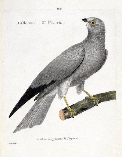Carta zoológica (ornitologia): o santo pássaro martin (busard saint martin ou circus cyaneus) sobre um ramo. Ilustração em "A história das aves, pintadas nos seus aspectos aparentes e sensíveis" de François Nicolas Martinet (1731-1800). Colecção privada de Francois Nicolas Martinet