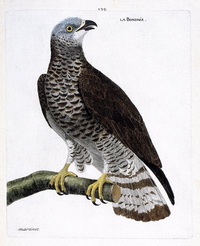Carta zoológica (ornitologia): a bondree (apivore bondree ou pernis apivorus) sobre um ramo. Ilustração em "A história das aves, pintadas nos seus aspectos aparentes e sensíveis" de François Nicolas Martinet (1731-1800). Coleção particular. de Francois Nicolas Martinet