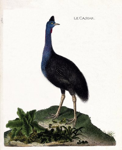 Carta zoológica (ornitologia): o casoar (casoar um capacete ou cassuarius cassuarius). Ilustração em "A história das aves, pintadas nos seus aspectos aparentes e sensíveis" de François Nicolas Martinet (1731-1800). Coleção particular. de Francois Nicolas Martinet