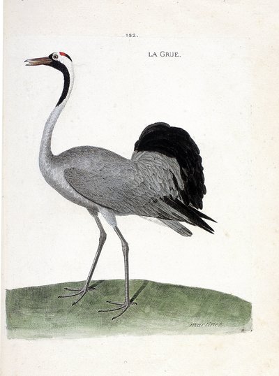 Carta zoológica (ornitologia): o grou (grus grus grus) - Ilustração em "A história das aves, pintada nos seus aspectos aparentes e sensíveis" por François Nicolas Martinet (1731-1800) - Colecção privada de Francois Nicolas Martinet