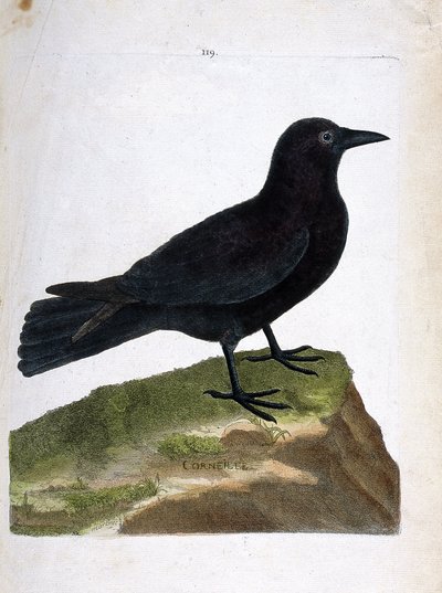 Carta zoológica (ornitologia): o corvo (corvo preto ou corvus corone). Ilustração em "A história das aves, pintadas nos seus aspectos aparentes e sensíveis" de François Nicolas Martinet (1731-1800). Coleção particular. de Francois Nicolas Martinet