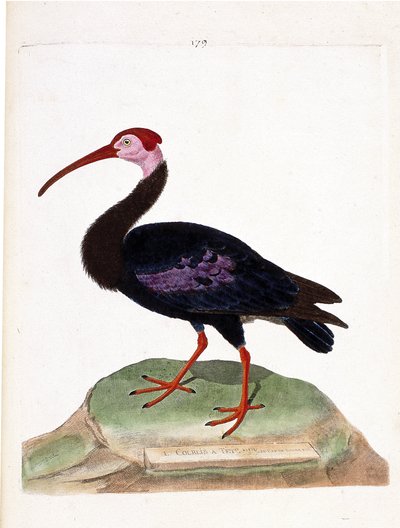Carta zoológica (ornitologia): o caracol tem a cabeça descoberta do gorro da boa esperança (ibis du cap ou geronticus calvus). Ilustração em "The History of the Birds, Painted in Their Appearance and Sensitive Aspects" de François Nicolas Martinet (1731-18 de Francois Nicolas Martinet