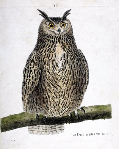 Carta zoológica (ornitologia): o duque ou grão-duque (grão-duque ou bubo bubo) sobre um ramo. Ilustração em "A História das Aves, Pintada nos seus Aspectos Aparentes e Sensíveis" de François Nicolas Martinet (1731-1800). Coleção particular. de Francois Nicolas Martinet