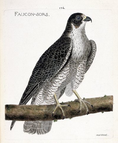 Carta zoológica (ornitologia): o falcão sai ou o falcão sai (falcão pelerino ou falco peregrinus) sobre um ramo. Ilustração em "The History of the Birds, Painted in Their Appearing and Sensitive Aspects" de François Nicolas Martinet (1731-1800). Pri de Francois Nicolas Martinet