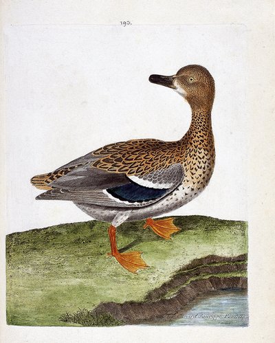 Carta zoológica (ornitologia): o pato selvagem fêmea (pato pato-real ou anas platyrhynchos). Ilustração em "The History of the Birds, Painted in Their Appearing and Sensitive Aspects" de François Nicolas Martinet (1731-1800). Coleção particular. de Francois Nicolas Martinet