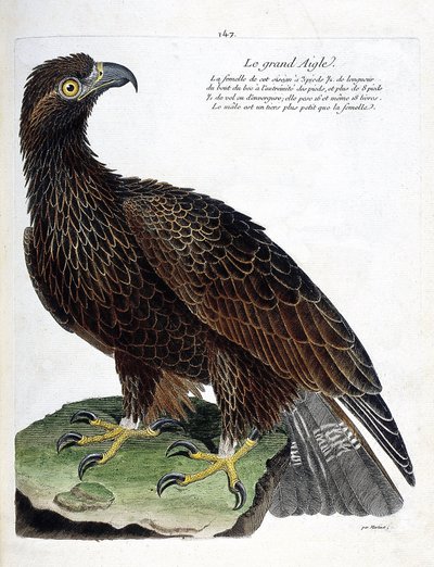 Carta zoológica (ornitologia): a grande águia (águia real ou aquila chrysaetos). Ilustração em "A História das Aves, Pintada nos seus Aspectos Aparentes e Sensíveis" de François Nicolas Martinet (1731-1800). Coleção particular. de Francois Nicolas Martinet