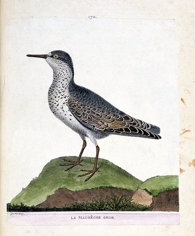 Carta zoológica (ornitologia): o maubeche cinzento (bico púrpura ou calidris maritima). Ilustração em "A história das aves, pintadas nos seus aspectos aparentes e sensíveis" de François Nicolas Martinet (1731-1800). Coleção particular. de Francois Nicolas Martinet