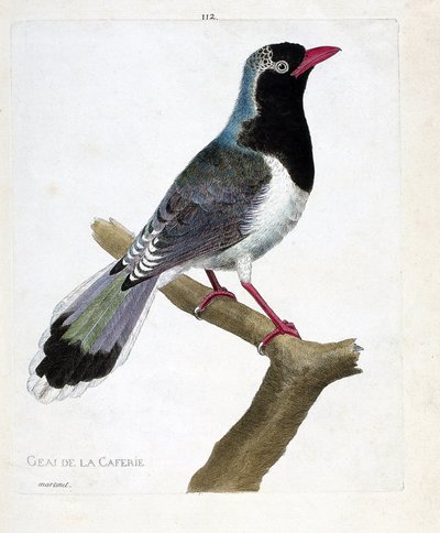Carta zoológica (ornitologia): o gaio da cafetaria (pirolla vermelha ou urocissa erythrorhyncha). Ilustração em "A história das aves, pintadas nos seus aspectos aparentes e sensíveis" de François Nicolas Martinet (1731-1800). Colega particular de Francois Nicolas Martinet