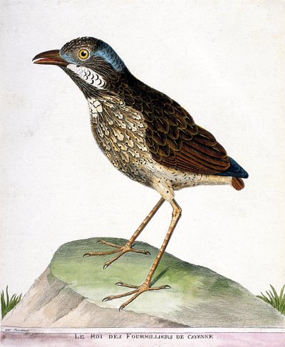 Carta zoológica (ornitologia): o rei dos quarto mil de Caiena (grallaire king ou grallaria varia). Ilustração em "A História das Aves, Pintada nos seus Aspectos Aparentes e Sensíveis" de François Nicolas Martinet (1731-1800). Colisão privada de Francois Nicolas Martinet