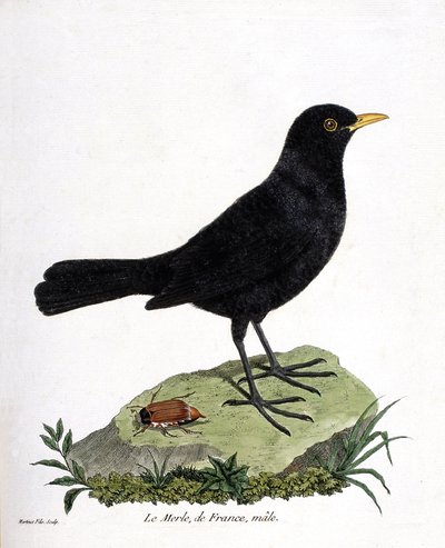 Carta zoológica (ornitologia): o melro macho (blackbird ou turdus merula). Ilustração em "The History of the Birds, Painted in Their Appearing and Sensitive Aspects" de François Nicolas Martinet (1731-1800). Coleção particular. de Francois Nicolas Martinet