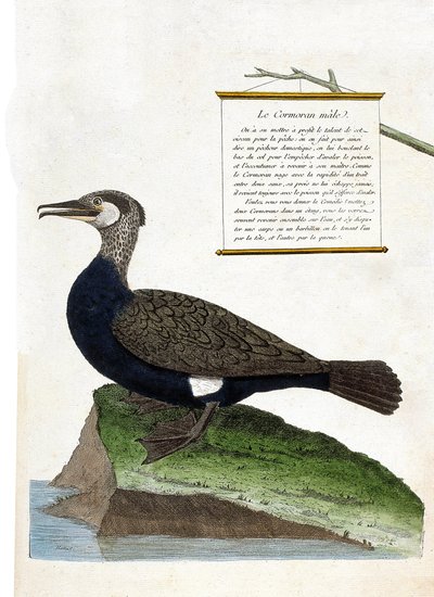 Carta zoológica (ornitologia): o corvo-marinho (Grande corvo-marinho ou falacrocorax carbo). Ilustração em "A História das Aves, Pintadas nos seus Aspectos Aparentes e Sensíveis" de François Nicolas Martinet (1731-1800). Coleção particular. de Francois Nicolas Martinet