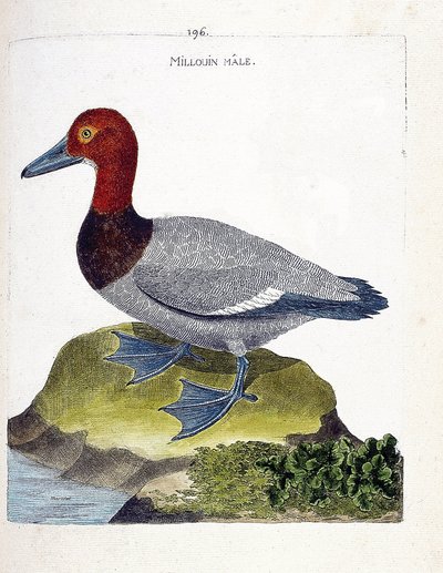 Carta zoológica (ornitologia): o moinho macho (scaup ou Aythia ferina). Ilustração em "A história das aves, pintadas nos seus aspectos aparentes e sensíveis" por François Nicolas Martinet (1731-1800). Coleção particular. de Francois Nicolas Martinet