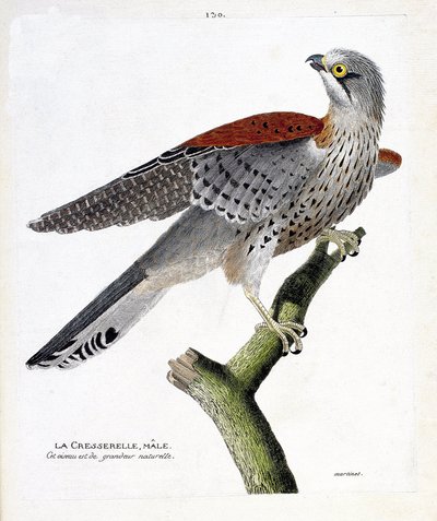Carta zoológica (ornitologia): o agrião macho (falcão gavião ou falco tinnunculus) sobre um ramo. Ilustração em "The History of the Birds, Painted in Their Appearing and Sensitive Aspects" de François Nicolas Martinet (1731-1800). Coleção particular. de Francois Nicolas Martinet