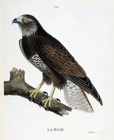 Gráfico zoológico (ornitologia): o bico (bico variável ou buteo buteo) sobre um ramo. Ilustração em "A história das aves, pintadas em seus aspectos aparentes e sensíveis" por François Nicolas Martinet (1731-1800). Coleção particular. de Francois Nicolas Martinet
