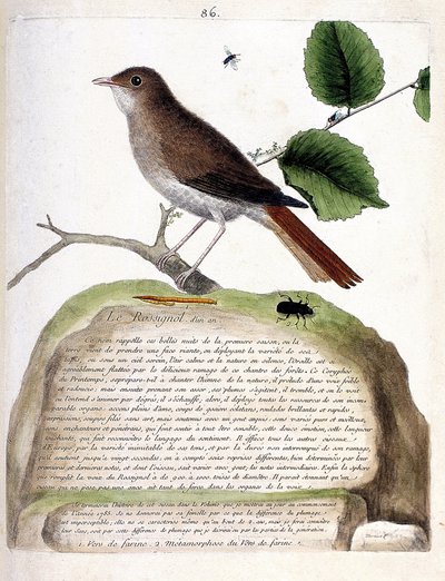 Carta zoológica (ornitologia): o rouxinol de um ano (rouxinol ou luscinia megarhynchos) sobre um ramo. Ilustração em "The History of the Birds, Painted in Their Appearing and Sensitive Aspects" de François Nicolas Martinet (1731-1800). Particular de Francois Nicolas Martinet