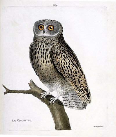 Carta zoológica (ornitologia): a coruja (coruja hulotte ou aluco strix) sobre um ramo. Ilustração em "A História das Aves, Pintada nos seus Aspectos Aparentes e Sensíveis" de François Nicolas Martinet (1731-1800). Coleção particular. de Francois Nicolas Martinet